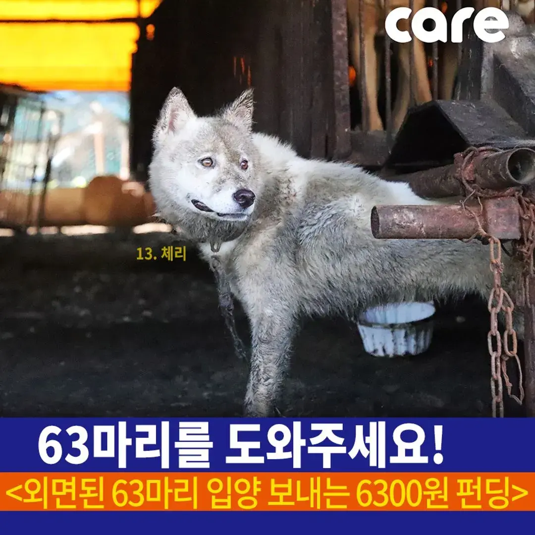 :: 63마리의 모금 ::