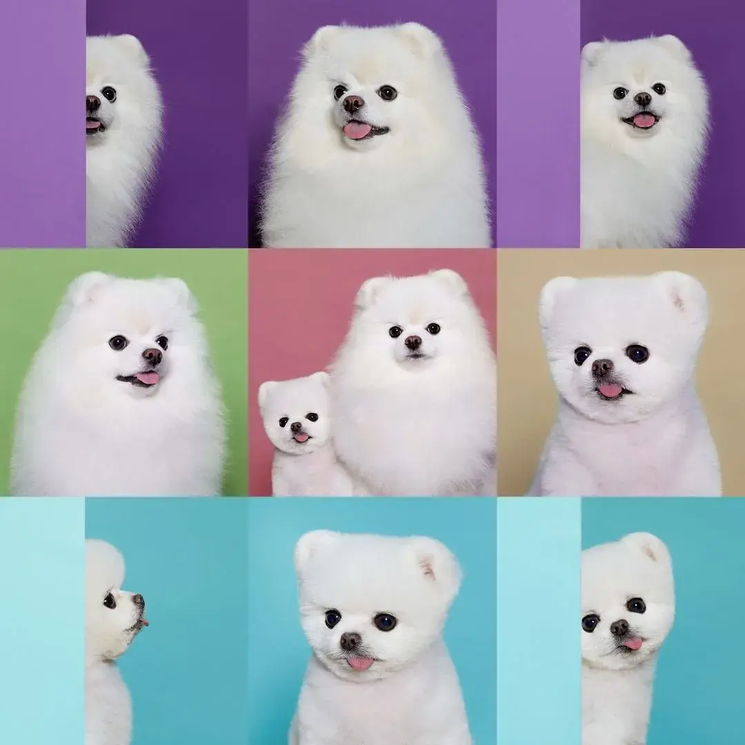 루퐁이 소소한 사진첩