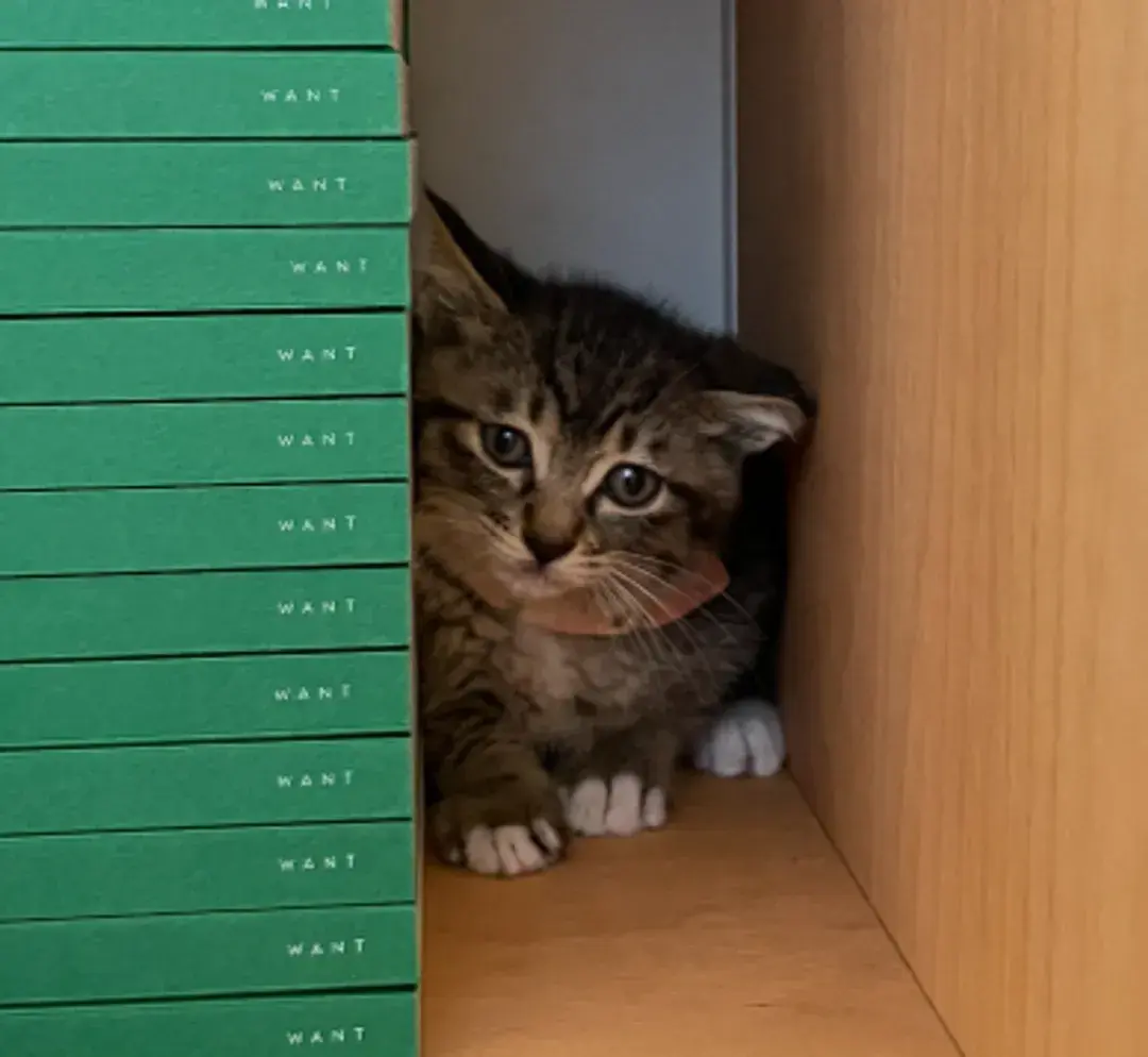 WANT의 마스코트냥, 임빵빵🐾