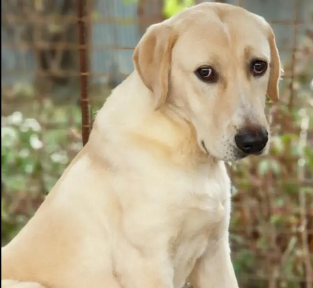 기사-복날 다 죽을뻔한  개들이,'낮잠'을 편히 잡니다