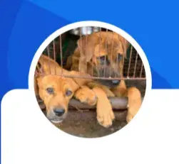 Donation through PayPal : lotte250dogs2020@naver.com