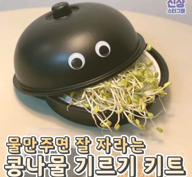 물만줘도 잘자라는 콩나물기르기키트 💛