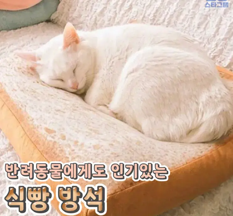 반려동물에게도 인기있는 식빵 방석🌸