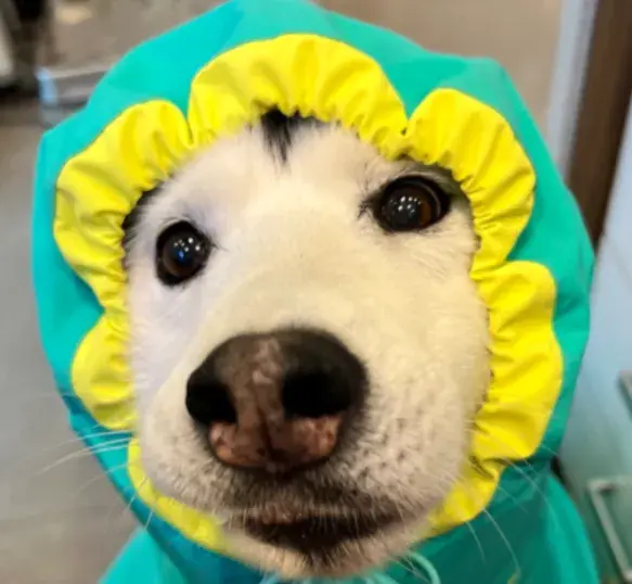 Booqoo’s instagram