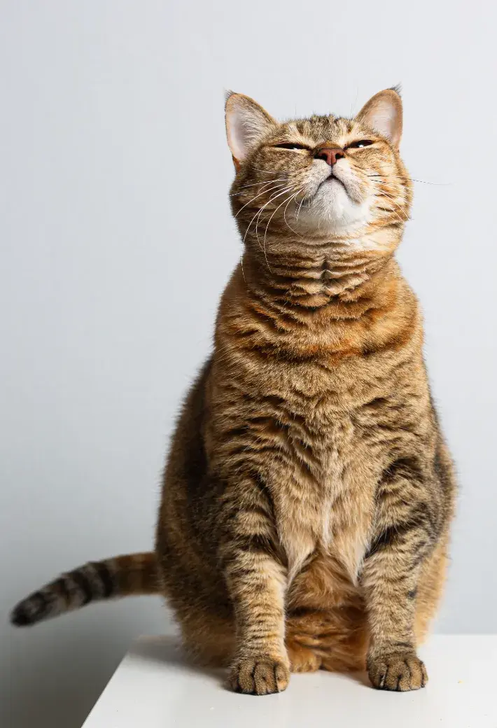 쭌이❤️Chonky&Chubby&Fluffy