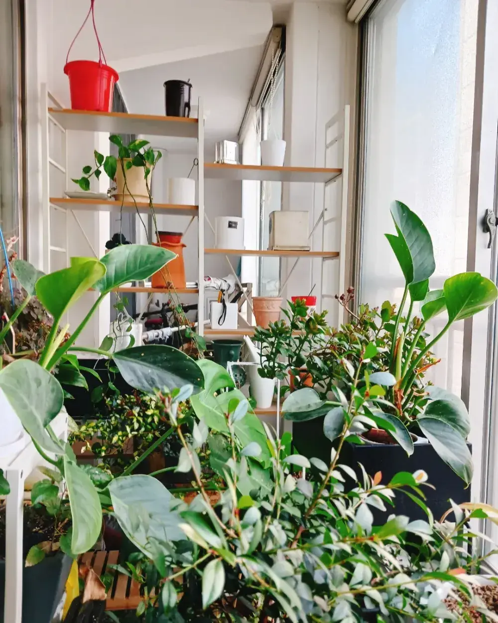 나의 취미, 반려식물 돌보기