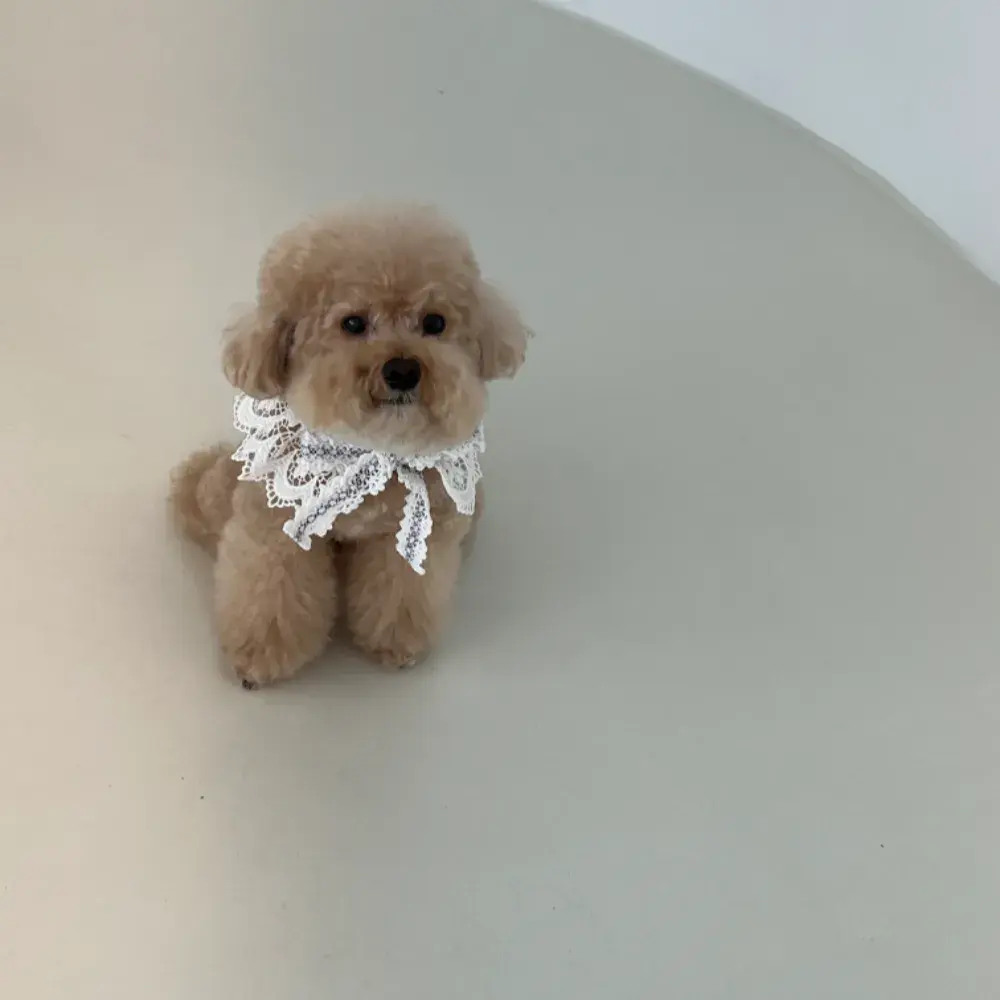 RAMURE 라미르 : 네이버 블로그