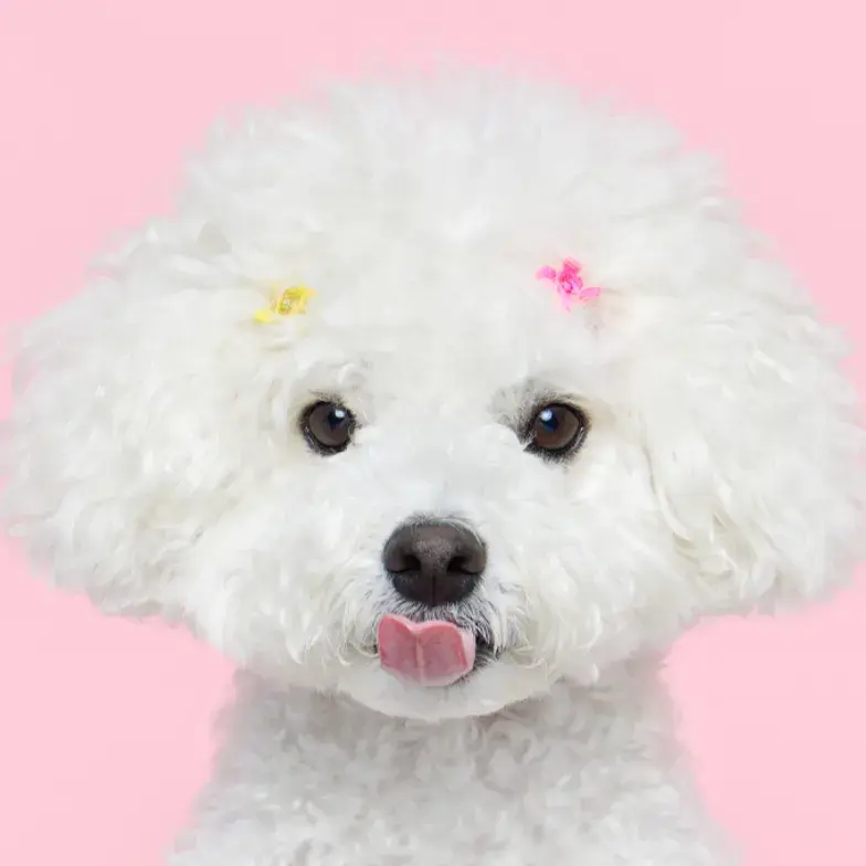 네이버 블로그 - "네이버 크리에이터"로 1기부터 현재까지 활동중