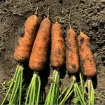 images/2024/2/6/2024-2-6-1707229973123.webp