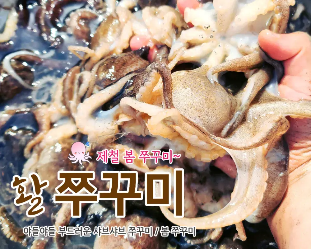 24년 봄 활쭈꾸미 알수율 60~70%내외 (3월기준)