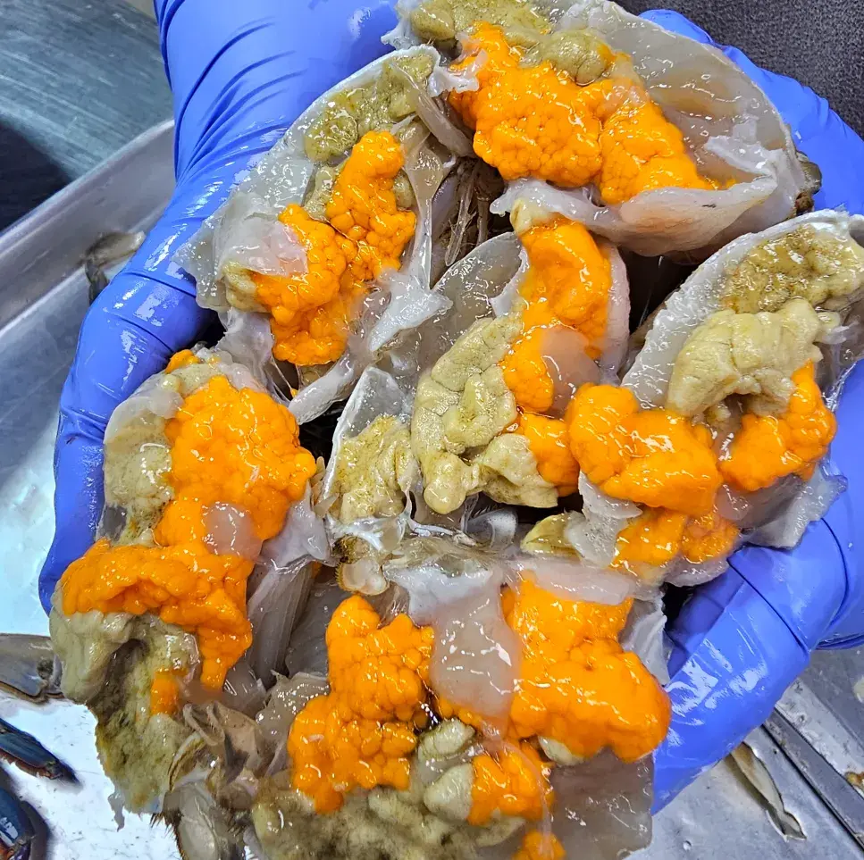 24년 최상급 봄 암꽃게 알100% , 활100%