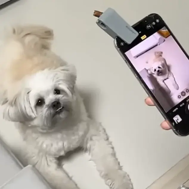 < Woofie 셀카 도구 > 댕댕이 견생샷을 위한 간단 셀카 도우미📸