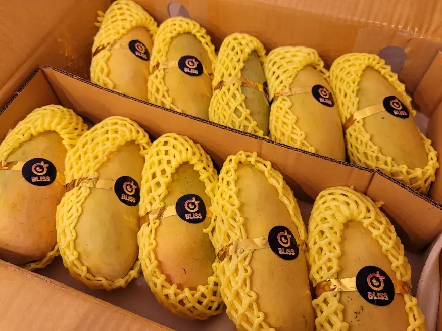 ⭐️⭐️ 특가 EVENT 무지개망고 OPEN ⭐️⭐️