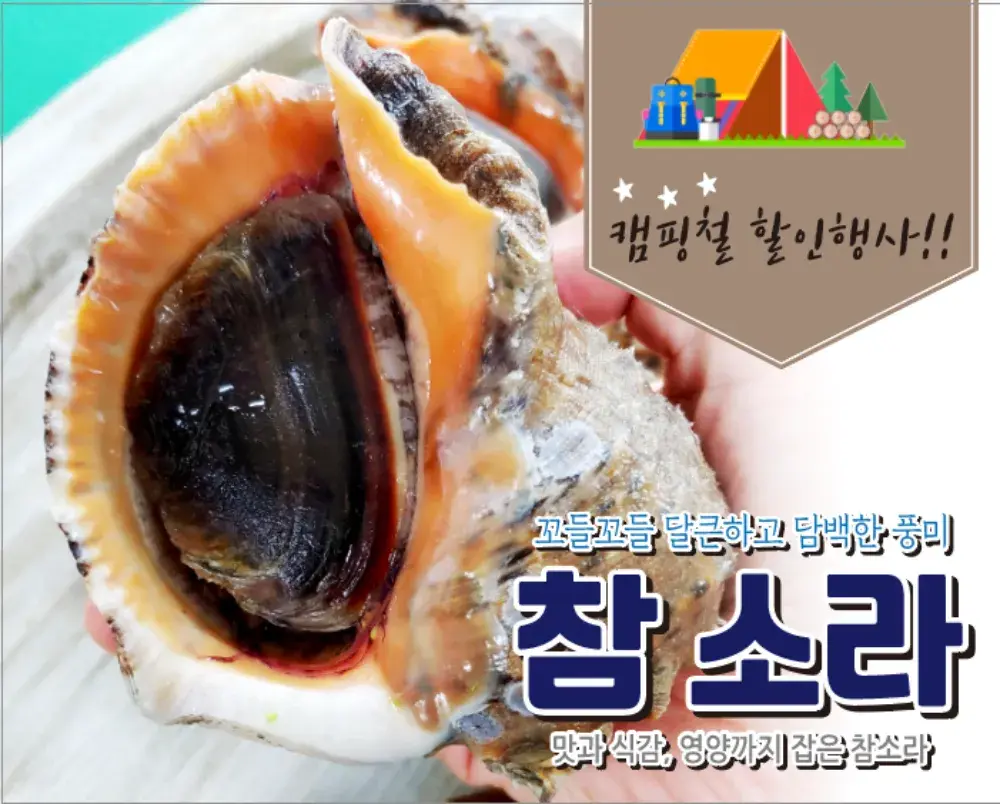 서해안 국내산 참소라 대사이즈 4~6미 내외
