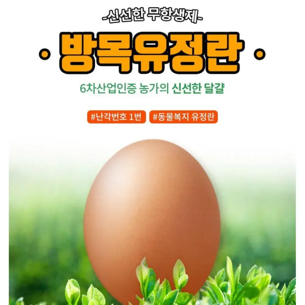 난각번호 1번 무항생제 방목유정란