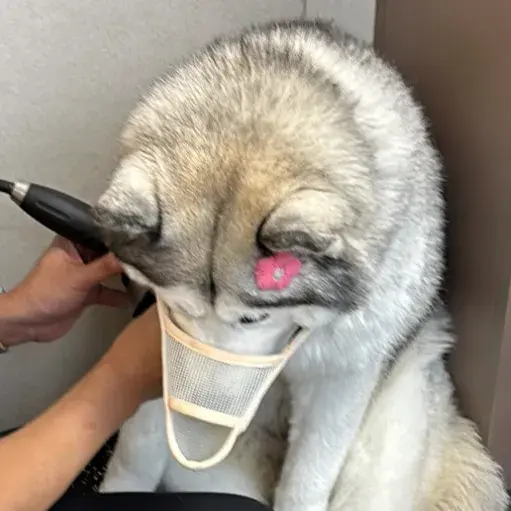 부끄가 쓰는 메쉬입마개 S