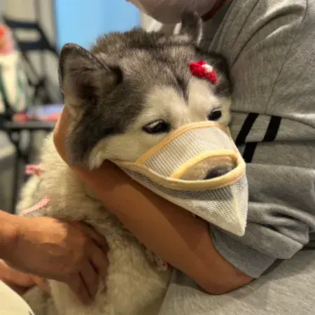 부끄가 쓰는 메쉬입마개 L