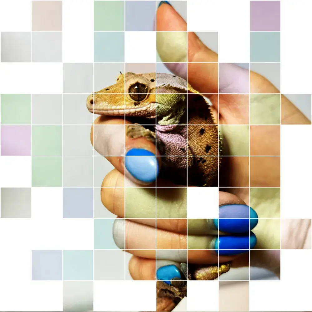 우아한 도마뱀❤️