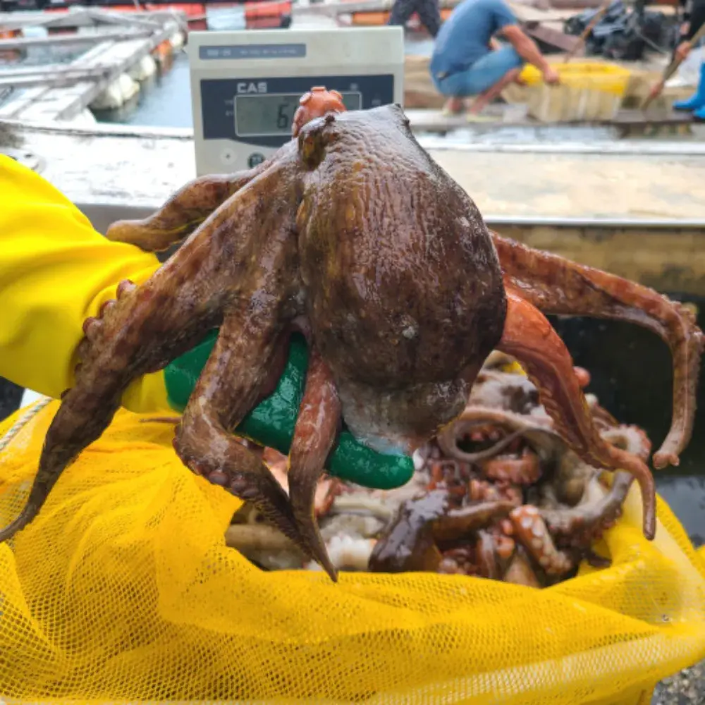 싱싱한 자연산 통영 돌문어 1KG~