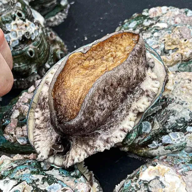 평점 4.9 리뷰인증 프리미엄 활전복