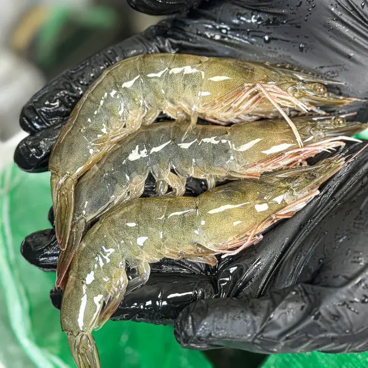 신선 급냉활새우 왕새우/뚱띠새우