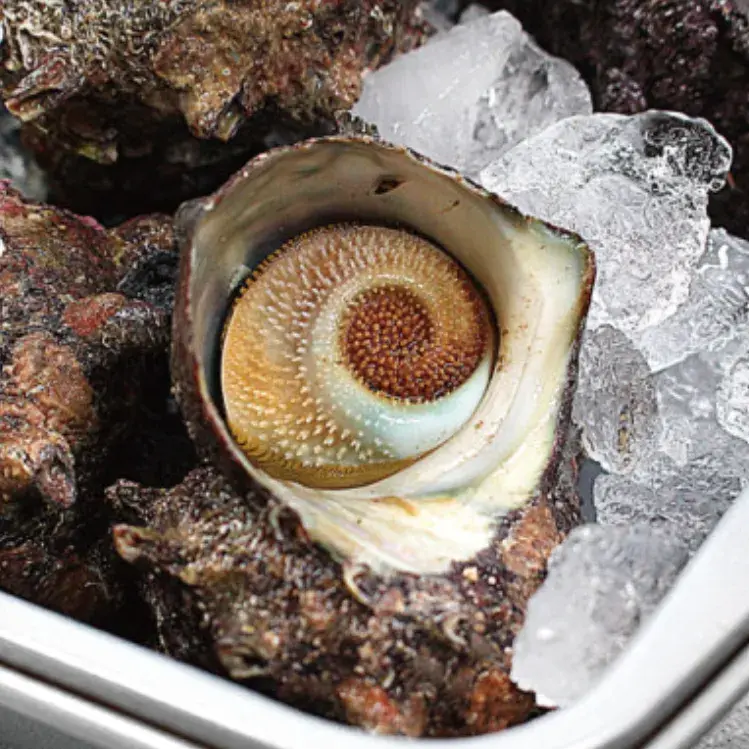 해녀 채취 자연산 뿔소라 1KG