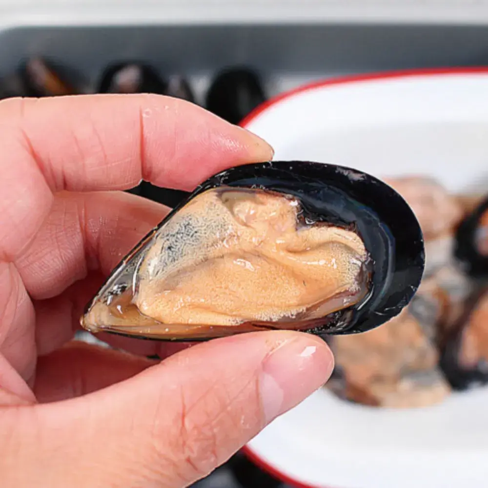 당일채취한 싱싱한 제철 홍합