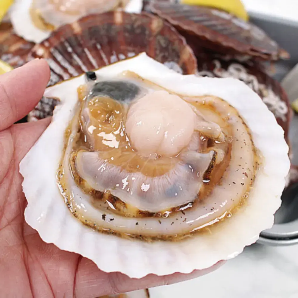 일반 가리비보다 3배 큰 대왕참가리비