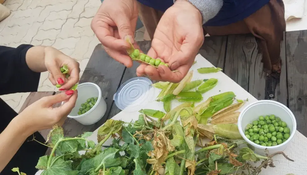 콩까기놀이로 개수 추측 배우기. 촉감.시각으로 수세기