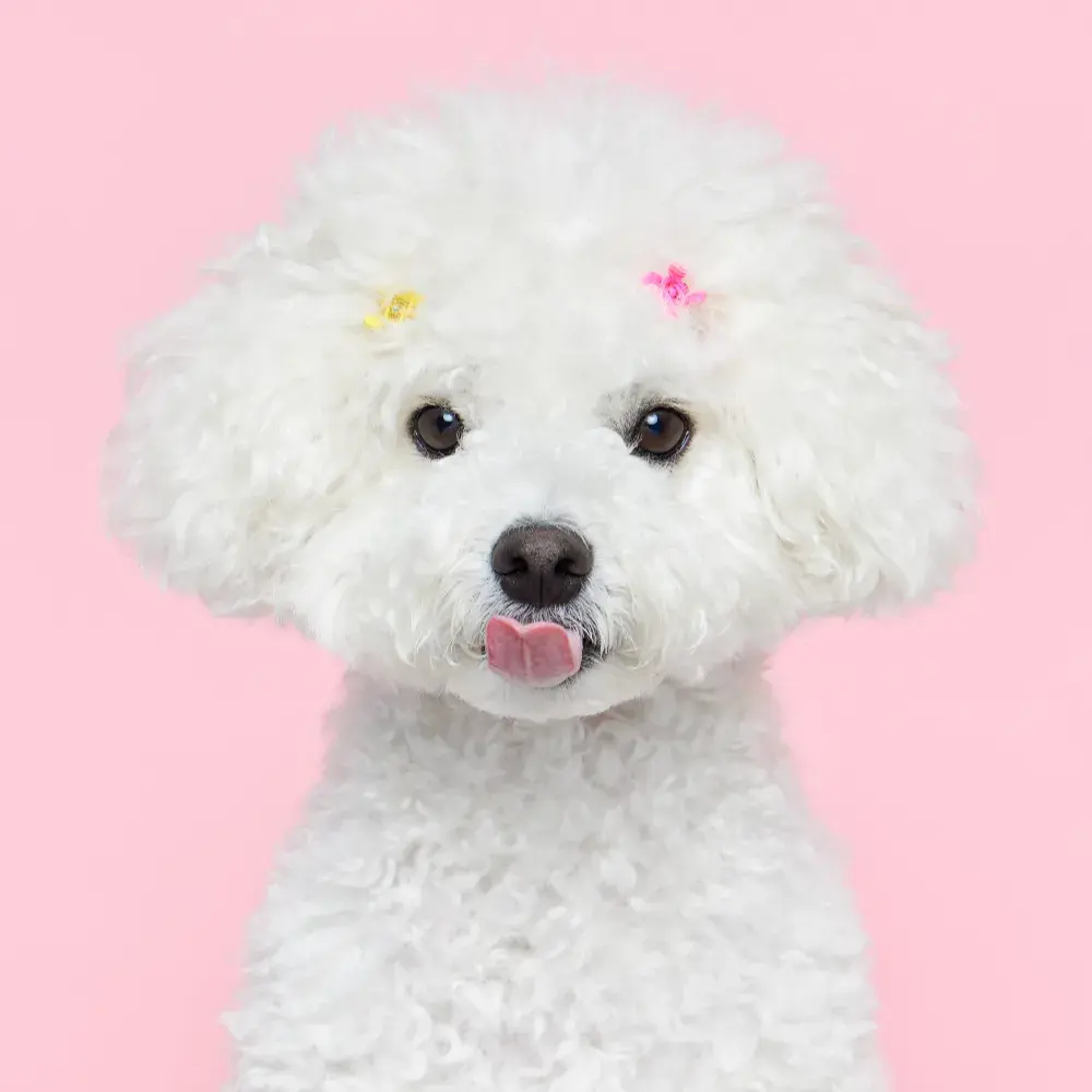 유튜브 김솜 꼬순내나는 ASMR