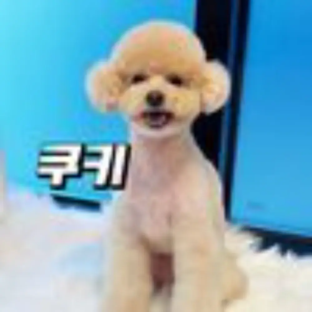 얼짱쿠키ㅣ인스타