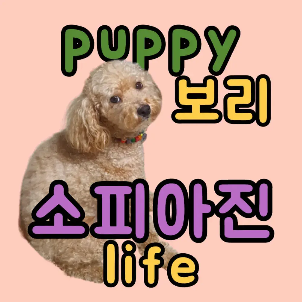 [YouTube] & 강아지보리 일상