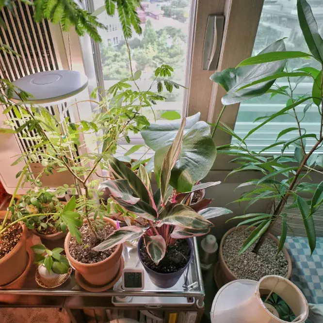 식물&가드닝 도구