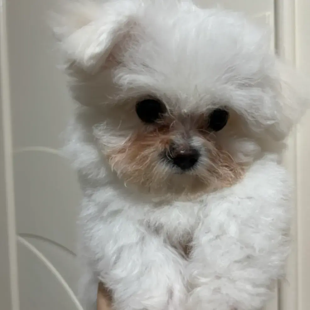 미니비숑 뿜이❤️