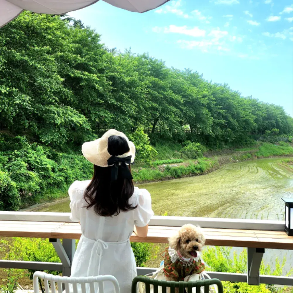 얼짱푸들 쿠키 일상공유 ㅣ블로그