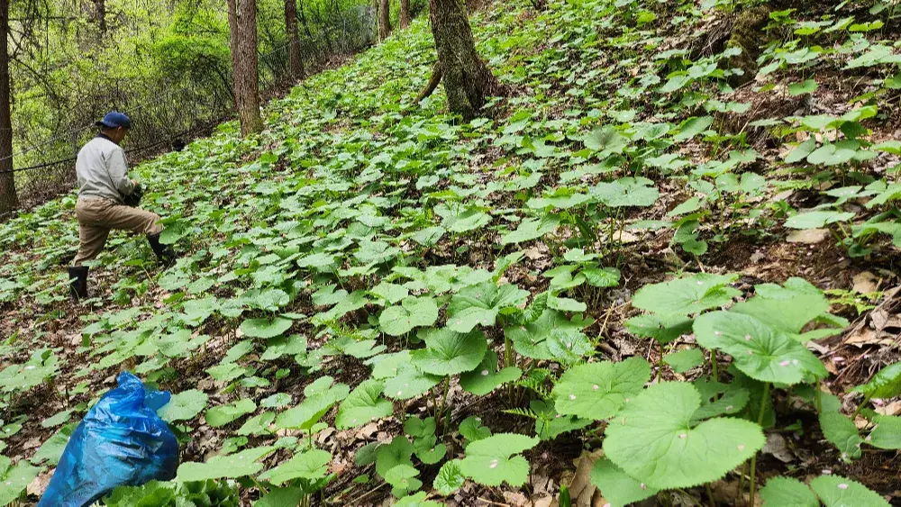 신선산나물:곰취 산마늘 참두릅 곤드레 취나물