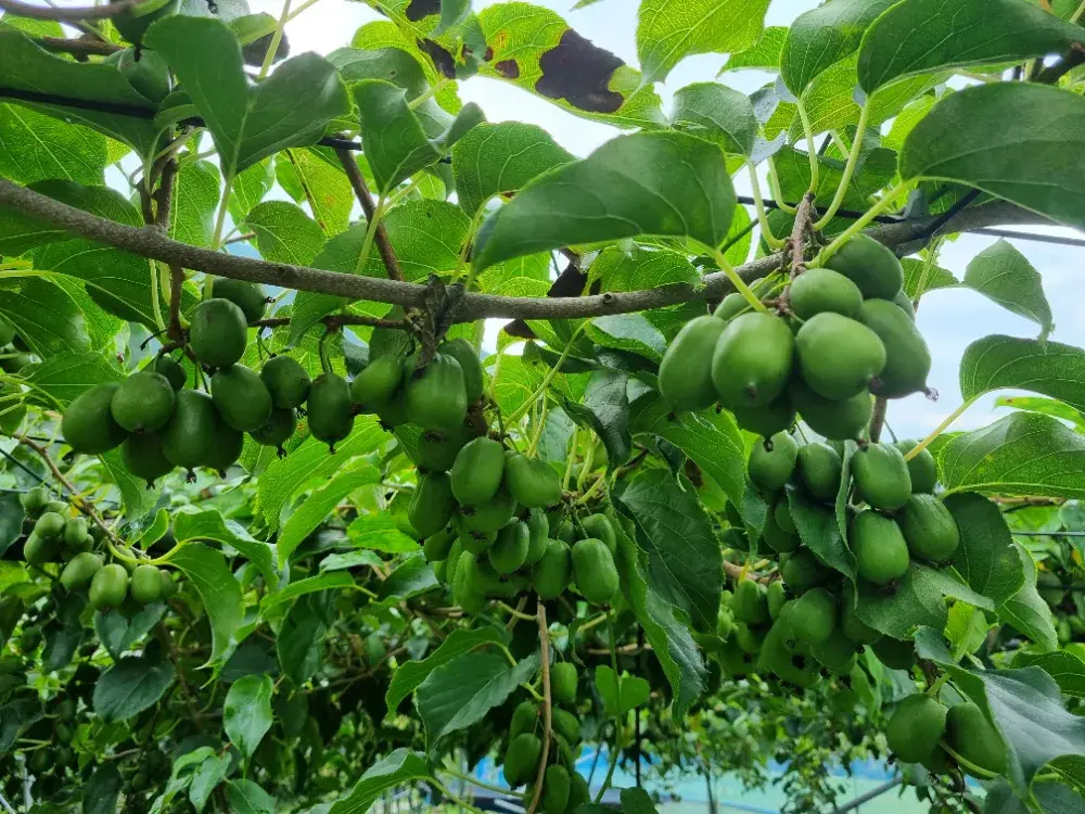 꿈꾸는다래농원