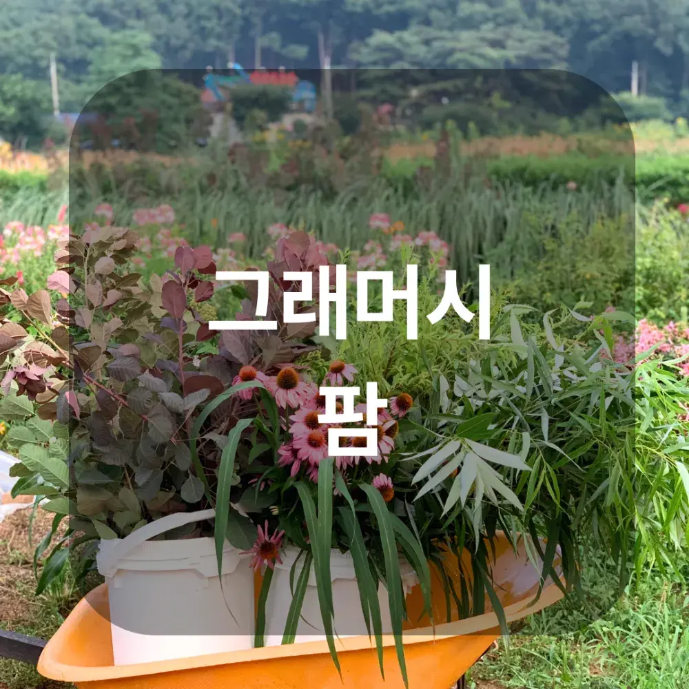 [그래머시 팜] 화훼 농장, 조경수, 꽃, 식물 도매 소매