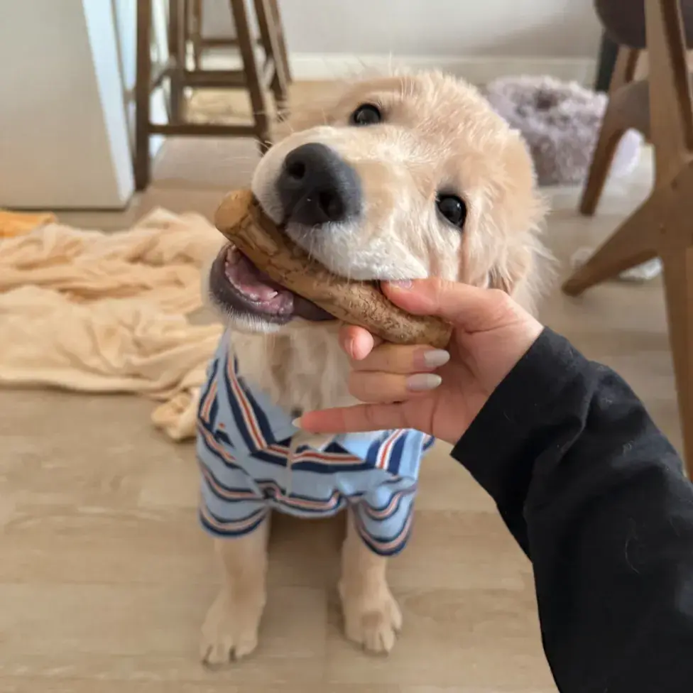 우리집 가구 지키는 우드스틱