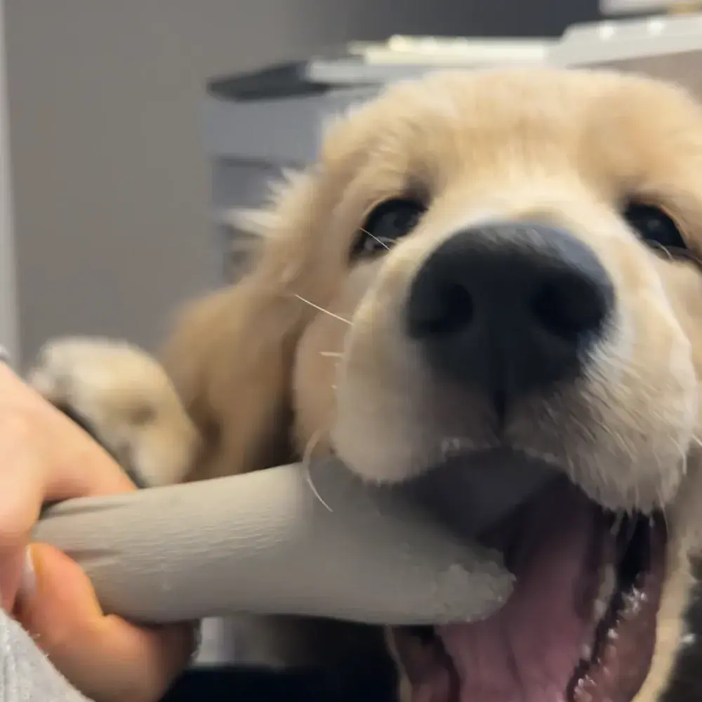 우드스틱보다 단단한 사슴뿔 스틱