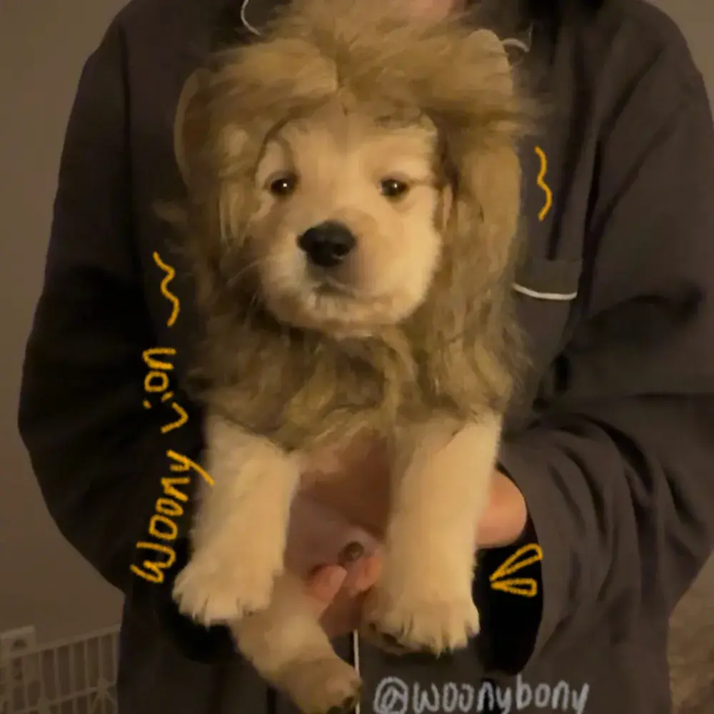 🦁사자우니 배경화면🦁 상업적이용X