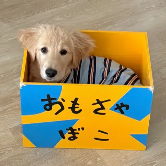 우니 장난감 상자 (댕귀엽)