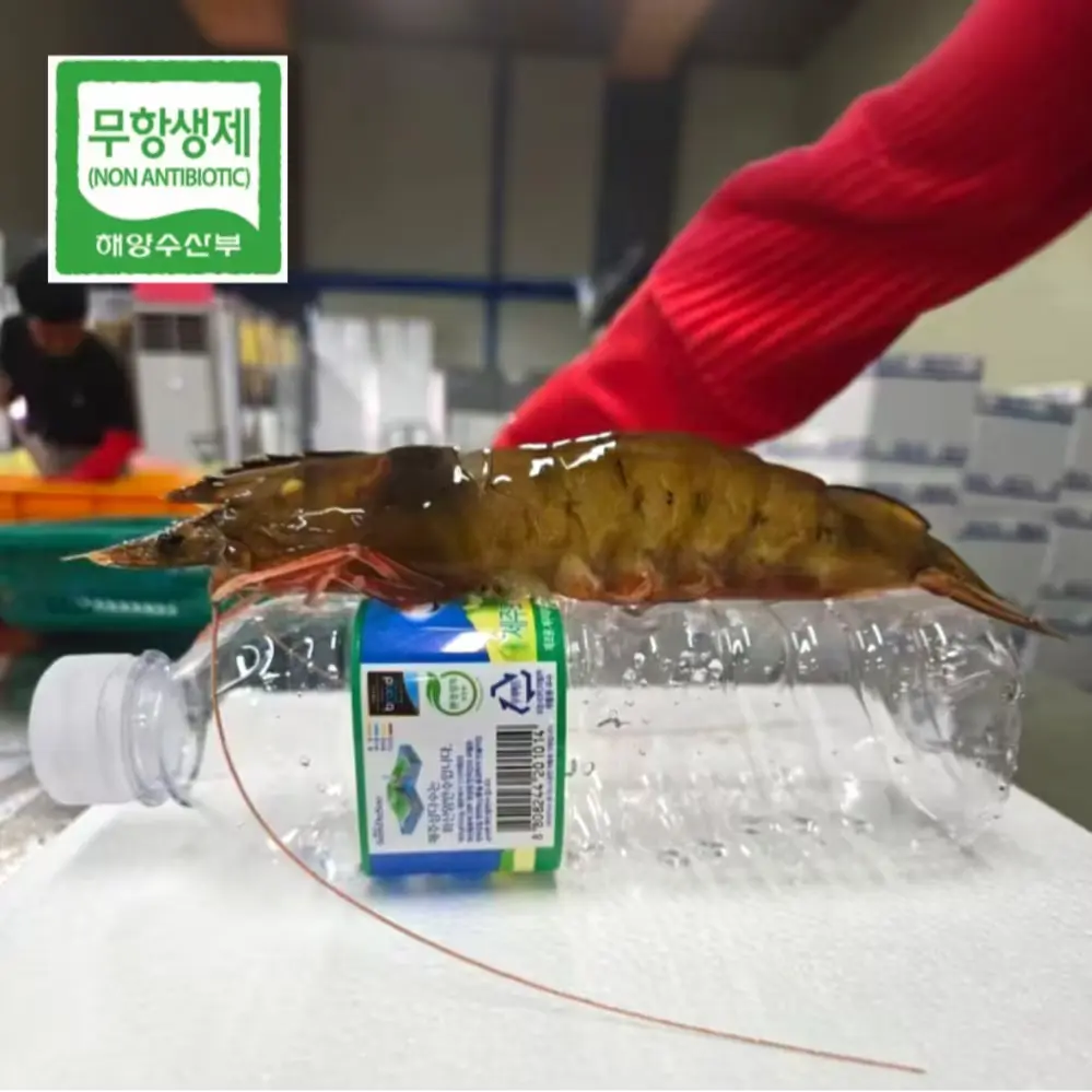 얼굴만한 왕새우 생새우