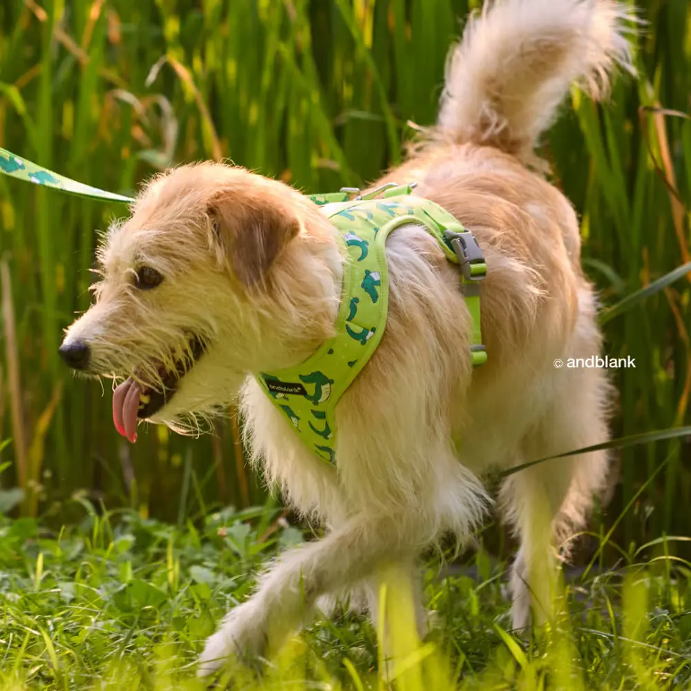 앤블랭크 아이코닉 산책용품 셋업