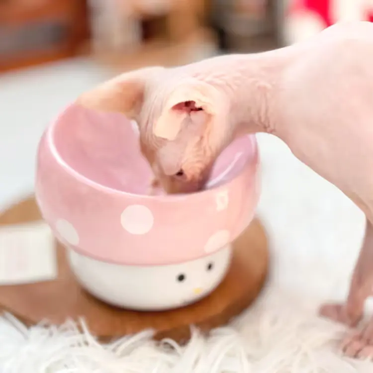 008.
머쉬룸 경사형 도자기 고양이 밥그릇 강아지 물그릇 식기 수반 애견