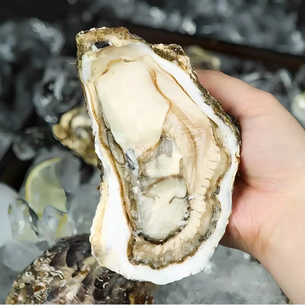 1181 [산지직송] 통영 삼배체굴, 3kg