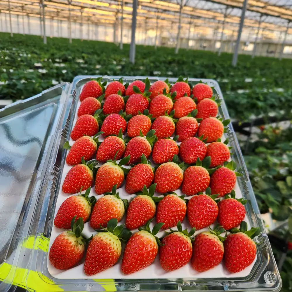 스마트팜 논산 설향딸기