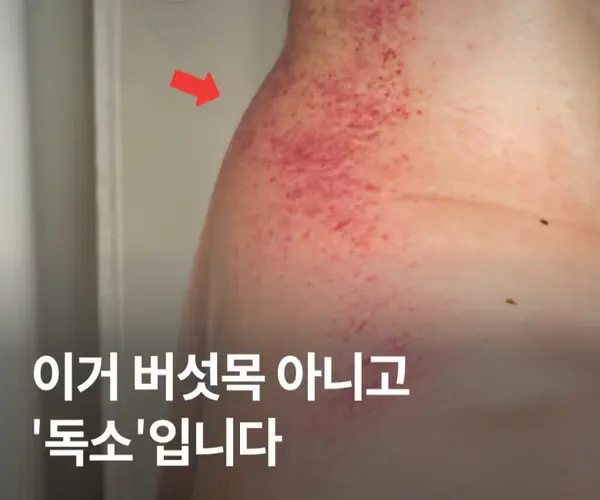 (비밀 사은품 증정) 리쥬웨이브 기기 설명 보러가기