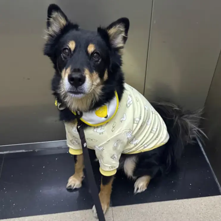 대박이 병아리 내복 티셔츠(4xl)