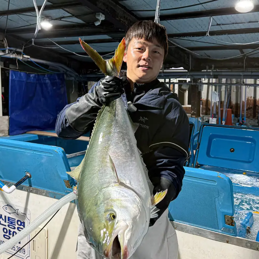 기름꽉찬 제철중대방어